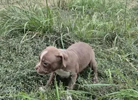 Baby Saja, a male Olde Boston Bulldogge for sale in Loon Lake, WA – 3 of 5
