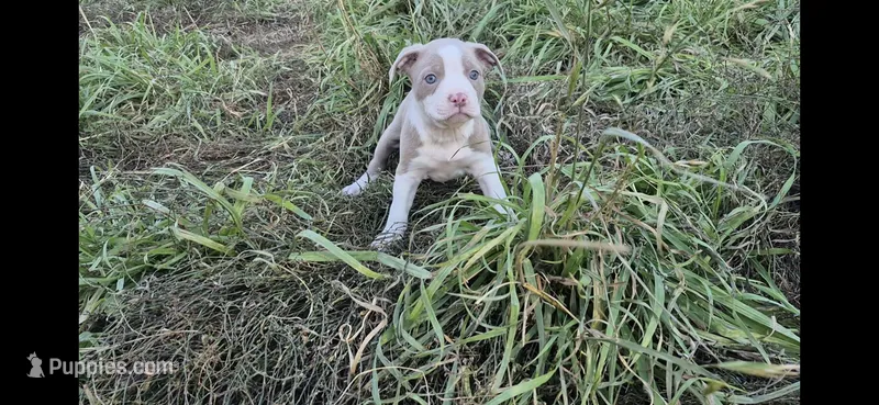 Trunks  – Olde Boston Bulldogge puppy for sale in Loon Lake, WA