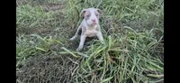 Trunks , a male Olde Boston Bulldogge for sale in Loon Lake, WA – 1 of 2