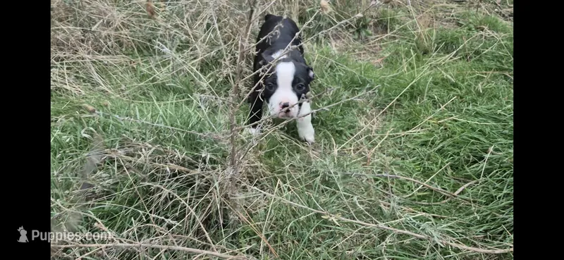 Jinu Saja – Olde Boston Bulldogge puppy for sale in Loon Lake, WA