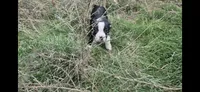 Jinu Saja, a male Olde Boston Bulldogge for sale in Loon Lake, WA – 1 of 5