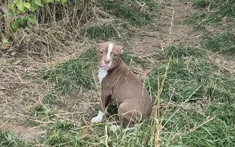 Baby Saja – Olde Boston Bulldogge puppy for sale in Loon Lake, WA
