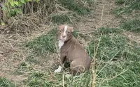 Baby Saja, a male Olde Boston Bulldogge for sale in Loon Lake, WA – 1 of 5