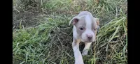 Gohan , a male Olde Boston Bulldogge for sale in Loon Lake, WA – 2 of 2