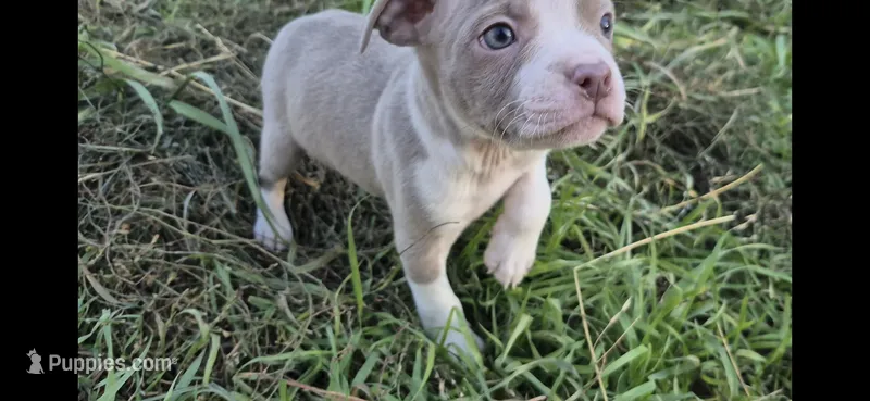 Gohan  – Olde Boston Bulldogge puppy for sale in Loon Lake, WA