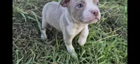 Gohan , a male Olde Boston Bulldogge for sale in Loon Lake, WA – 1 of 2