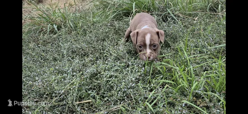 Baby Saja – Olde Boston Bulldogge puppy for sale in Loon Lake, WA