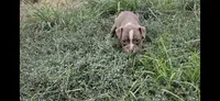 Baby Saja, a male Olde Boston Bulldogge for sale in Loon Lake, WA – 2 of 5