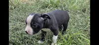 Jinu Saja, a male Olde Boston Bulldogge for sale in Loon Lake, WA – 3 of 5
