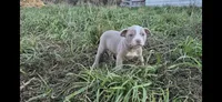 Goku, a male Olde Boston Bulldogge for sale in Loon Lake, WA – 2 of 2