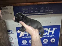 Jinu Saja, a male Olde Boston Bulldogge for sale in Loon Lake, WA – 2 of 2
