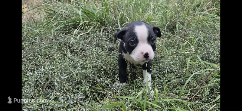 Jinu Saja – Olde Boston Bulldogge puppy for sale in Loon Lake, WA