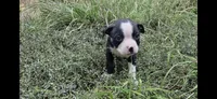 Jinu Saja, a male Olde Boston Bulldogge for sale in Loon Lake, WA – 2 of 5