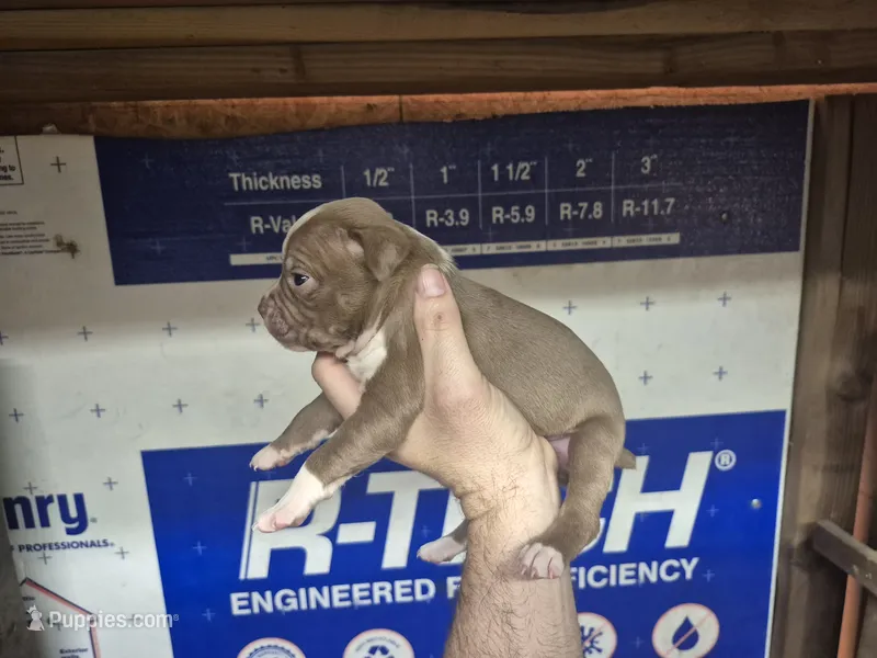 Baby Saja – Olde Boston Bulldogge puppy for sale in Loon Lake, WA