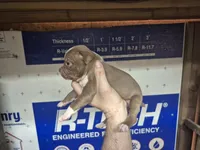 Baby Saja, a male Olde Boston Bulldogge for sale in Loon Lake, WA – 1 of 2