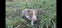 Piccolo , a male Olde Boston Bulldogge for sale in Loon Lake, WA – 2 of 2
