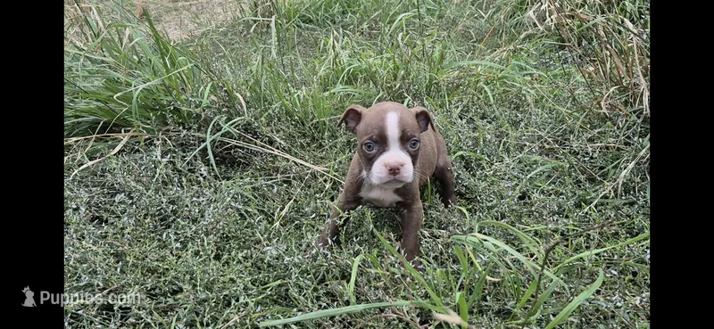 Zoey – Olde Boston Bulldogge puppy for sale in Loon Lake, WA