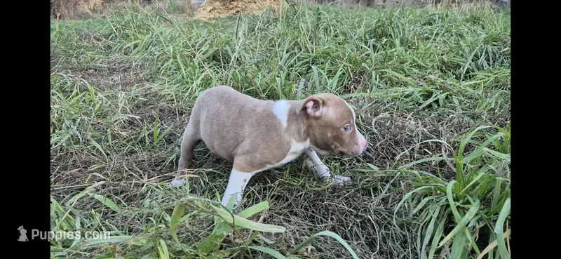 Piccolo  – Olde Boston Bulldogge puppy for sale in Loon Lake, WA