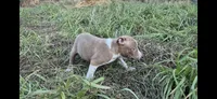 Piccolo , a male Olde Boston Bulldogge for sale in Loon Lake, WA – 1 of 2
