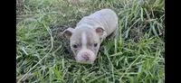 Vegeta , a male Olde Boston Bulldogge for sale in Loon Lake, WA – 2 of 2
