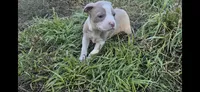 Trunks , a male Olde Boston Bulldogge for sale in Loon Lake, WA – 2 of 2