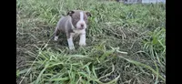 Krillin, a male Olde Boston Bulldogge for sale in Loon Lake, WA – 1 of 2