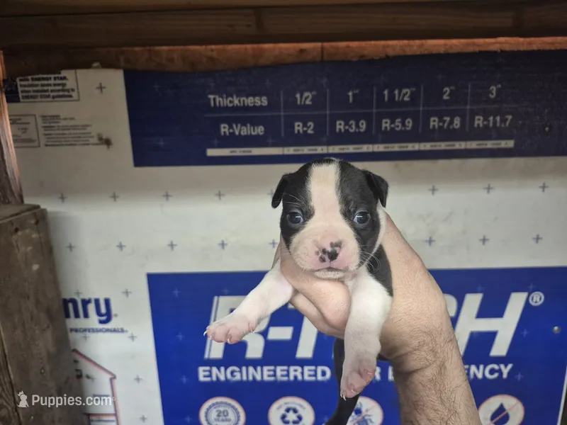 Romance Saja – Olde Boston Bulldogge puppy for sale in Loon Lake, WA