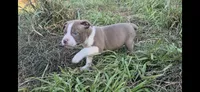 Krillin, a male Olde Boston Bulldogge for sale in Loon Lake, WA – 2 of 2