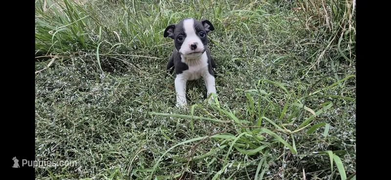Romance Saja – Olde Boston Bulldogge puppy for sale in Loon Lake, WA
