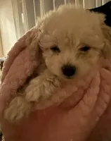 Male toy poochon, a male Bichon Frise and Poodle - Toy  for sale in Portland, OR – Photo 5 of 6