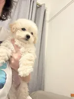 Male toy poochon, a male Bichon Frise and Poodle - Toy  for sale in Portland, OR – Photo 3 of 6