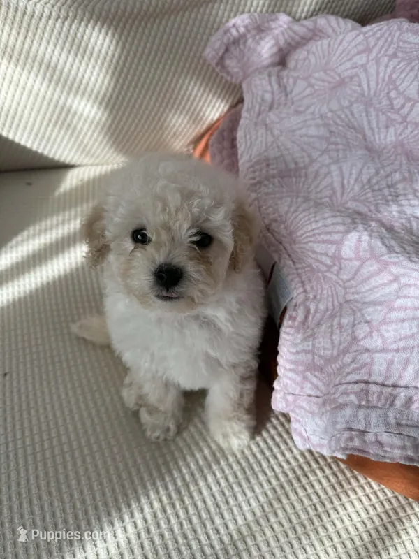 Male toy poochon – Bichon Frise, Poodle - Toy  puppy for sale in Portland, OR