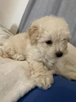 Male toy poochon, a male Bichon Frise and Poodle - Toy  for sale in Portland, OR – Photo 4 of 6