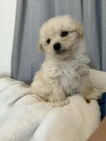 Male toy poochon, a male Bichon Frise and Poodle - Toy  for sale in Portland, OR – Photo 2 of 6