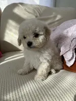 Male toy poochon, a male Bichon Frise and Poodle - Toy  for sale in Portland, OR – Photo 6 of 6