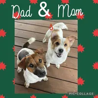 Rocket Man, a male Jack Russell Terrier for sale in Hallettsville, TX – 3 of 3