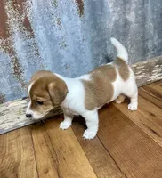 Rocket Man, a male Jack Russell Terrier for sale in Hallettsville, TX – 2 of 3