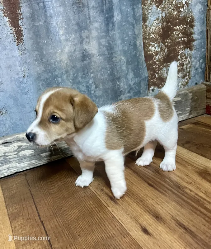 Rocket Man – Jack Russell Terrier puppy on hold in Hallettsville, TX