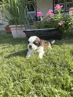 Akc Blue, a male Saint Bernard for sale in De Leon, TX – 4 of 4