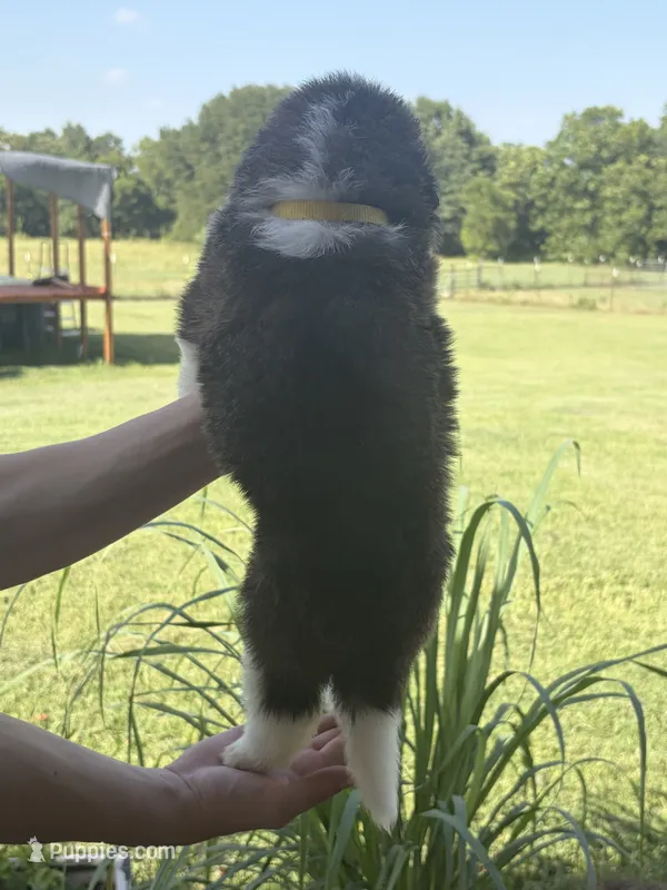  Akc Yellow  – Saint Bernard puppy for sale in De Leon, TX