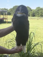  Akc Yellow , a female Saint Bernard for sale in De Leon, TX – 1 of 4