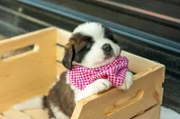 Ziggy, a female Saint Bernard for sale in De Leon, TX – Photo 2 of 7