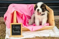 Ziggy, a female Saint Bernard for sale in De Leon, TX – Photo 3 of 7