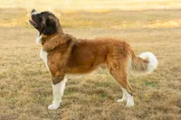Ziggy, a female Saint Bernard for sale in De Leon, TX – Photo 5 of 7