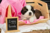 Ziggy, a female Saint Bernard for sale in De Leon, TX – Photo 1 of 7