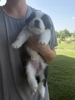 Akc Hot Pink, a female Saint Bernard for sale in De Leon, TX – 3 of 3