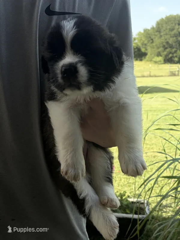 Akc Purple – Saint Bernard puppy for sale in De Leon, TX