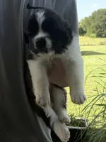 Akc Purple, a female Saint Bernard for sale in De Leon, TX – 1 of 5