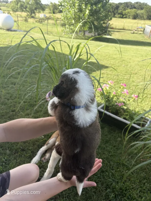 Akc Blue – Saint Bernard puppy for sale in De Leon, TX