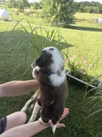 Akc Blue, a male Saint Bernard for sale in De Leon, TX – 1 of 4